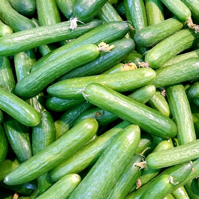 خیار گلخانه‌ای ورامین — 2